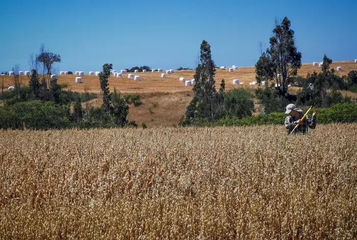 Muestreador del equipo Agroanálisis UC en un campo de trigo, realizando toma de muestras de suelo